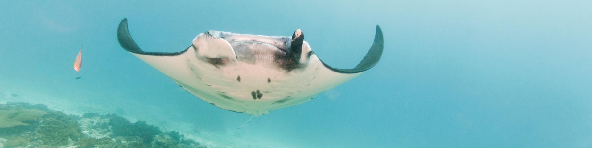 Wyspa Lembongan - pływanie z mantami - atrakcje Indonezji